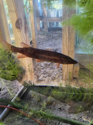 Redfin pickeral - redfin,